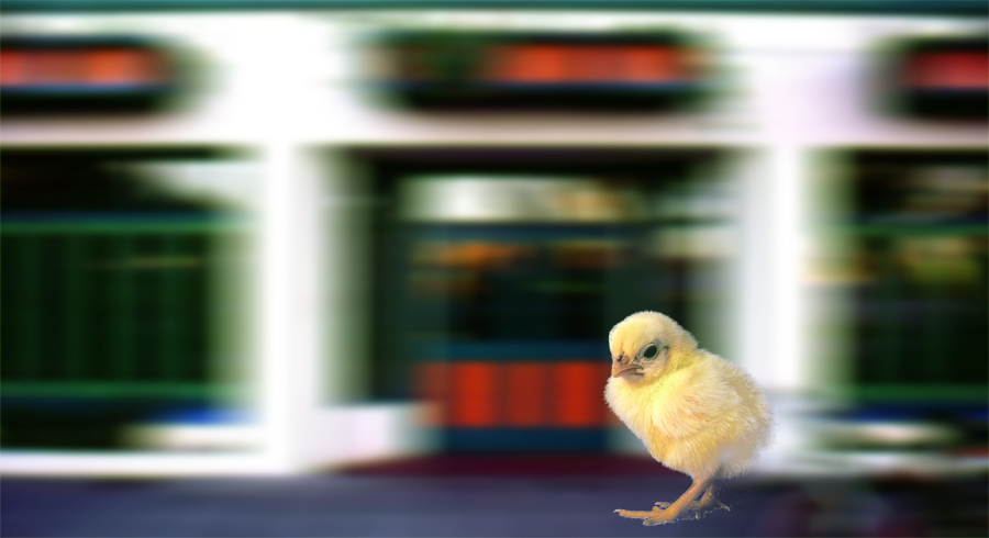 Chick vs. Spigot